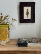 Vintage Herbarium Specimen in Brutalist Frame