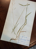 Herbarium Sheet No. 3