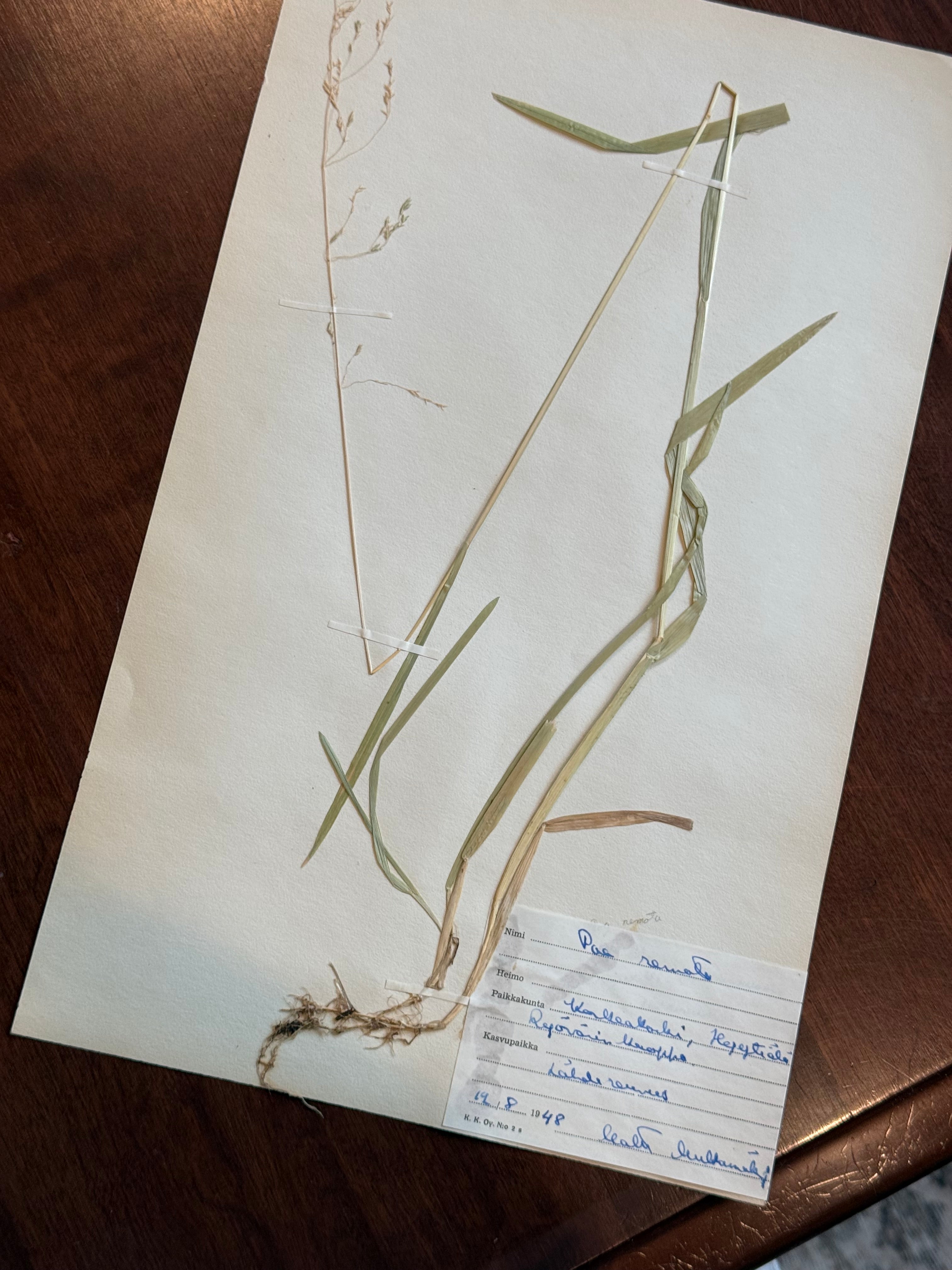 Herbarium Sheet No. 3