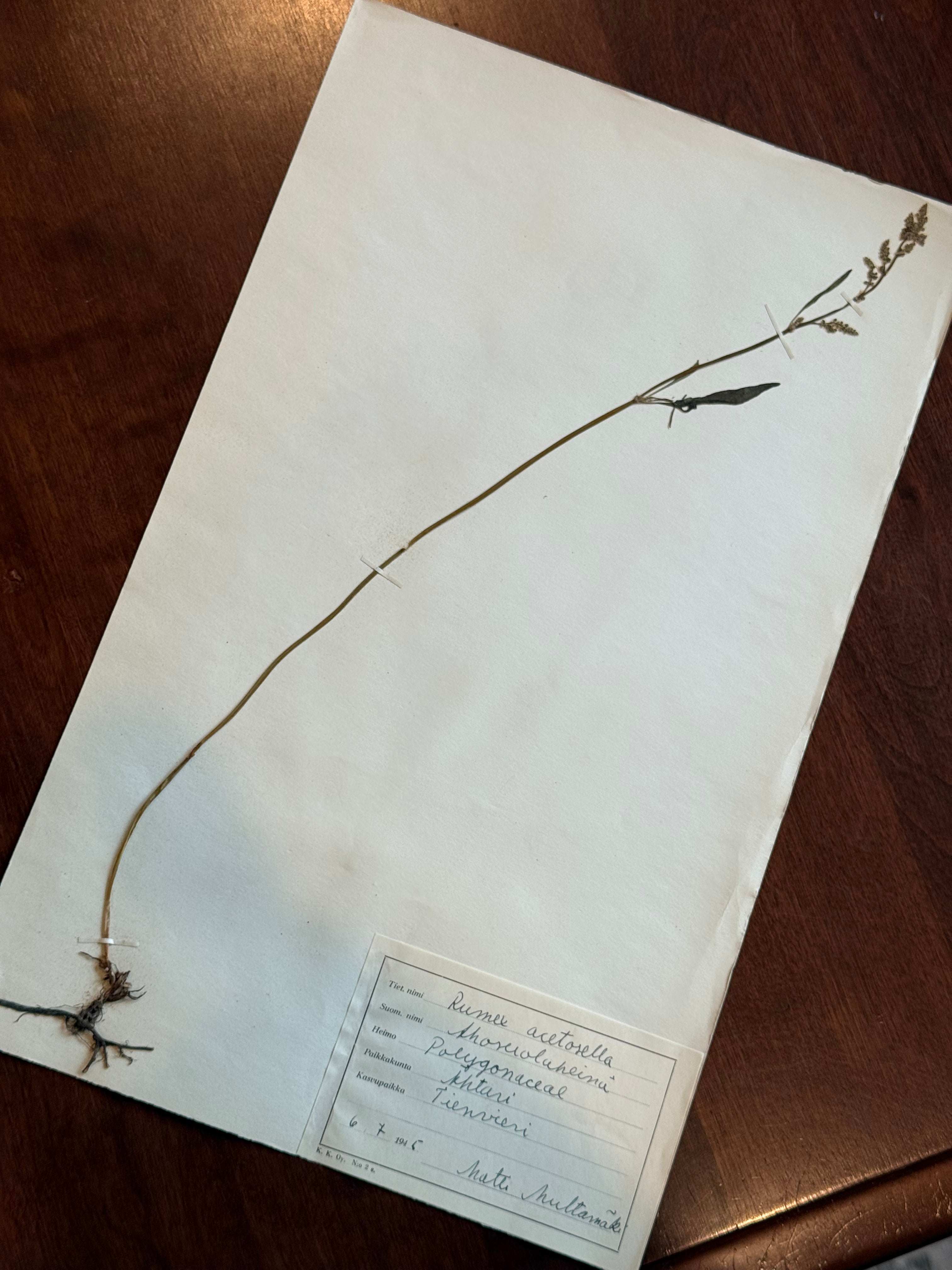 Herbarium Sheet No. 9