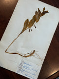 Herbarium Sheet No. 18