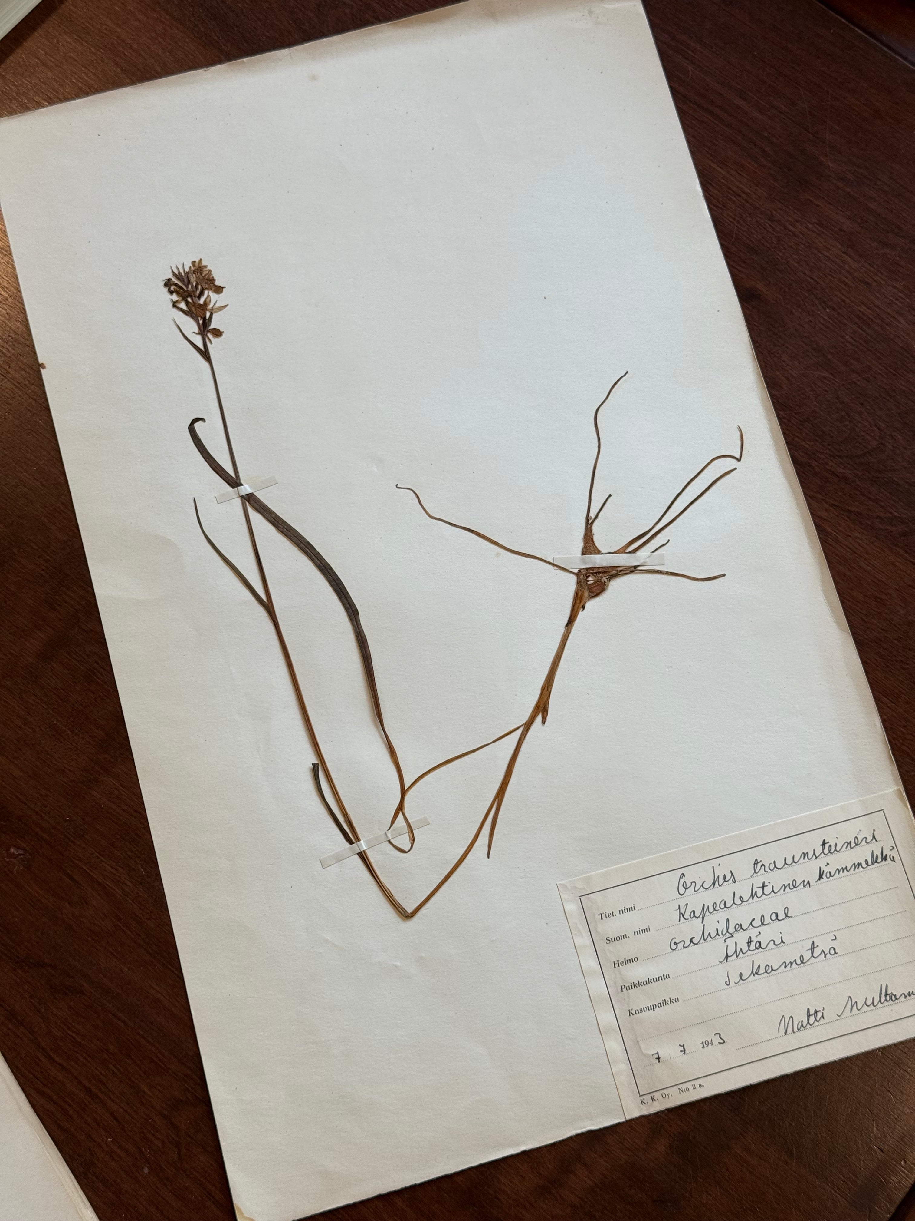 Herbarium Sheet No. 23