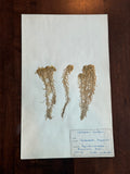 Herbarium Sheet No. 25