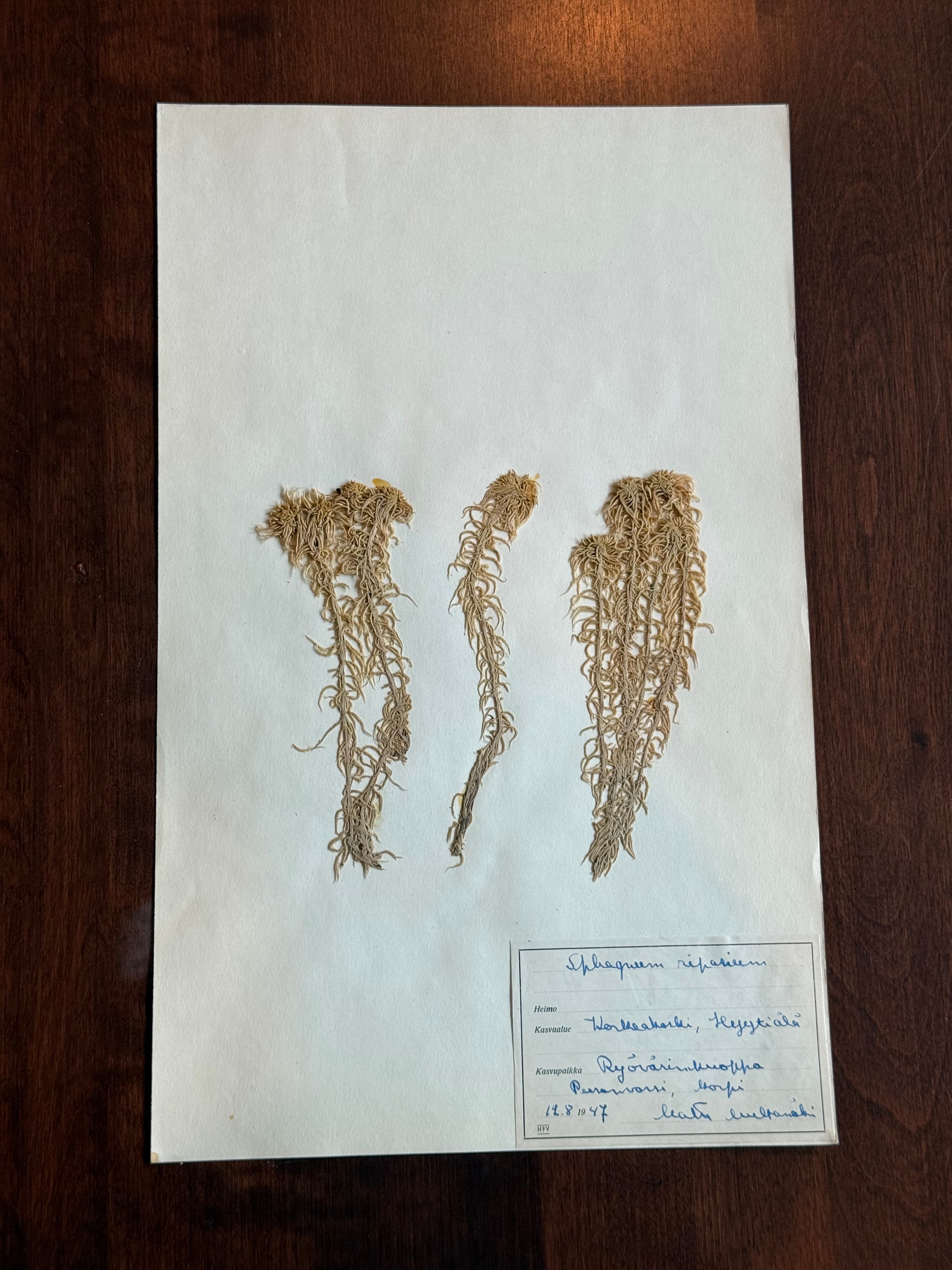 Herbarium Sheet No. 25