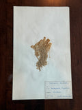 Herbarium Sheet No. 26