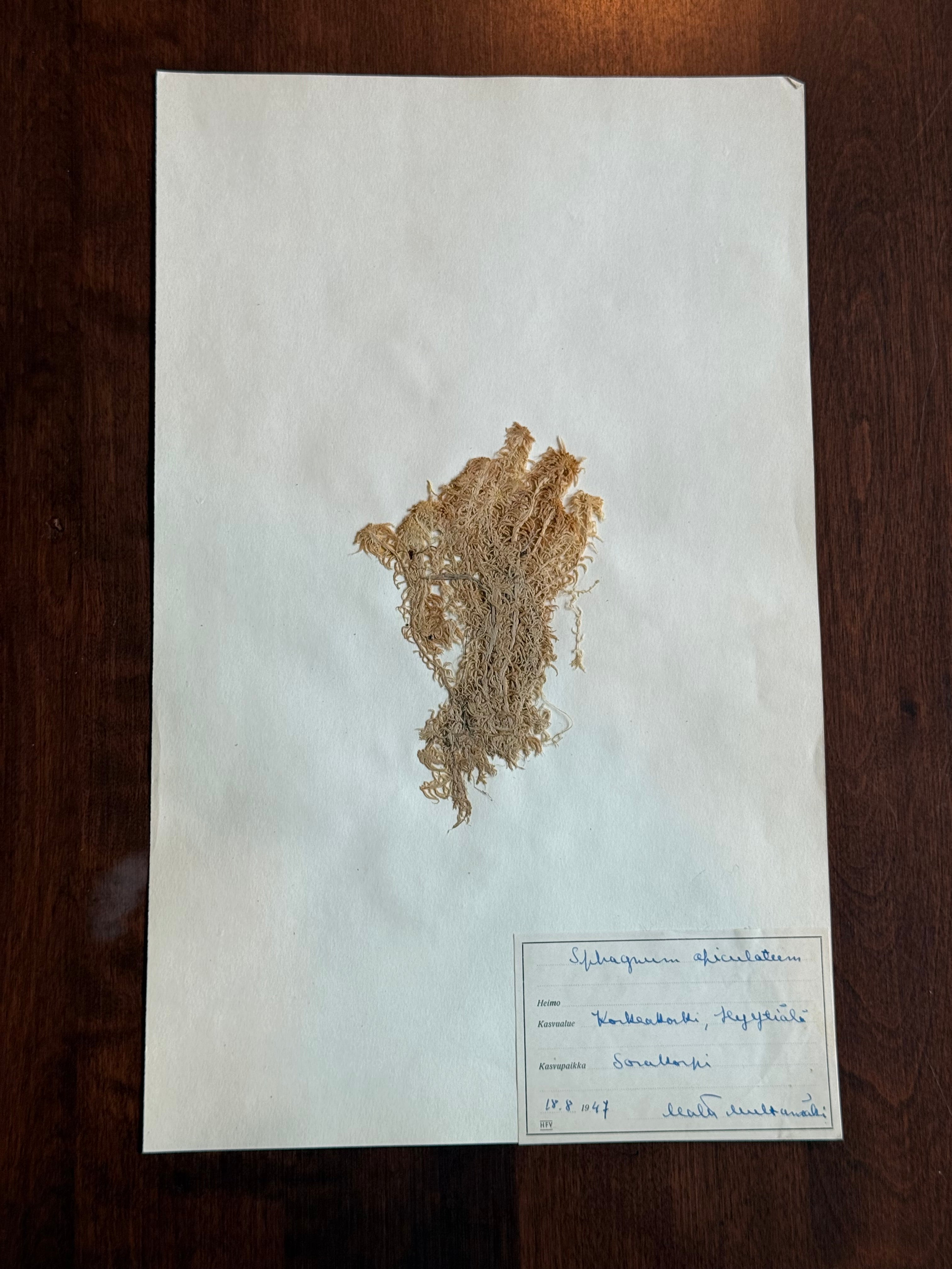 Herbarium Sheet No. 26