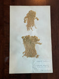 Herbarium Sheet No. 27