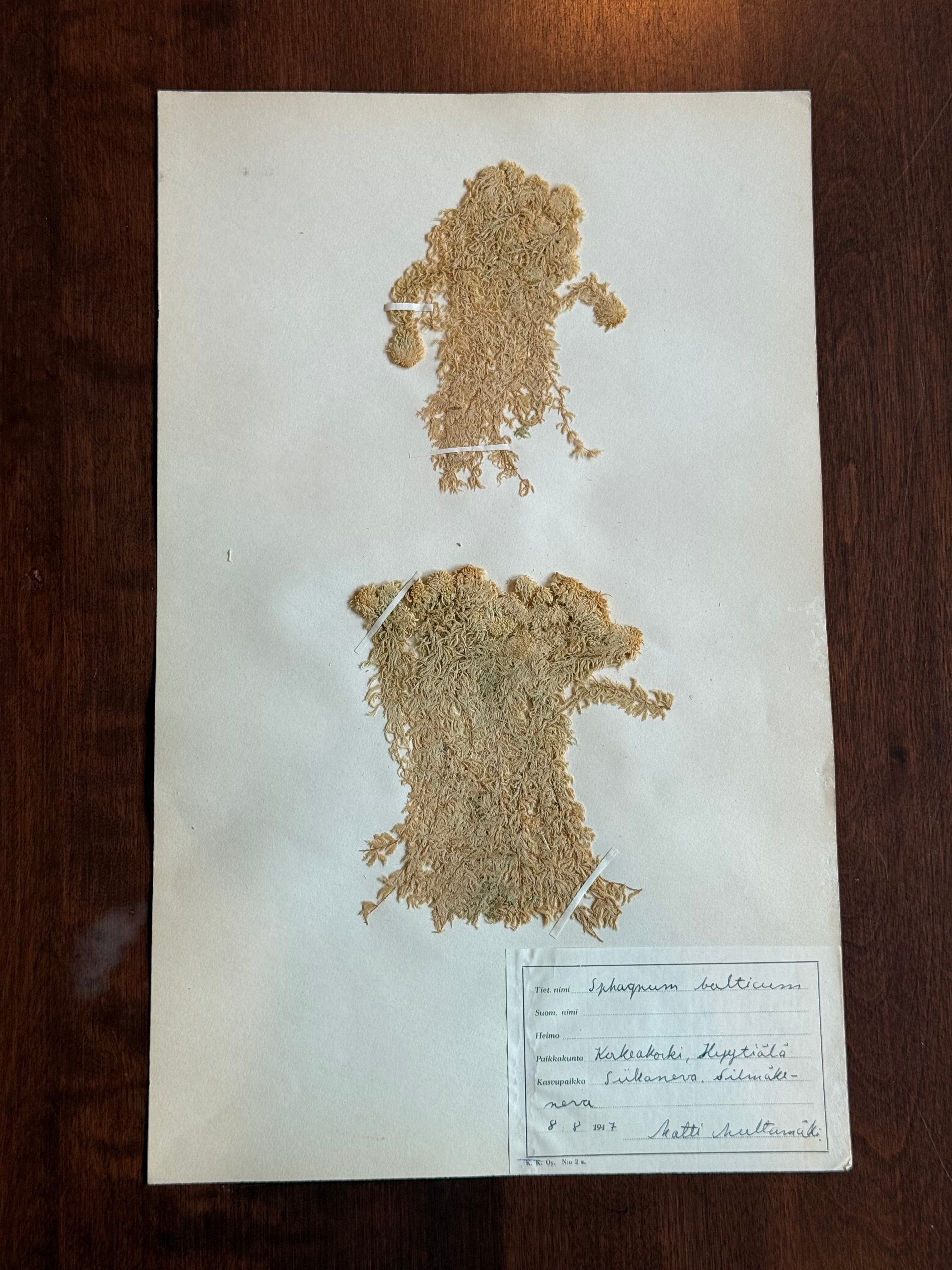 Herbarium Sheet No. 27