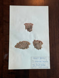 Herbarium Sheet No. 28