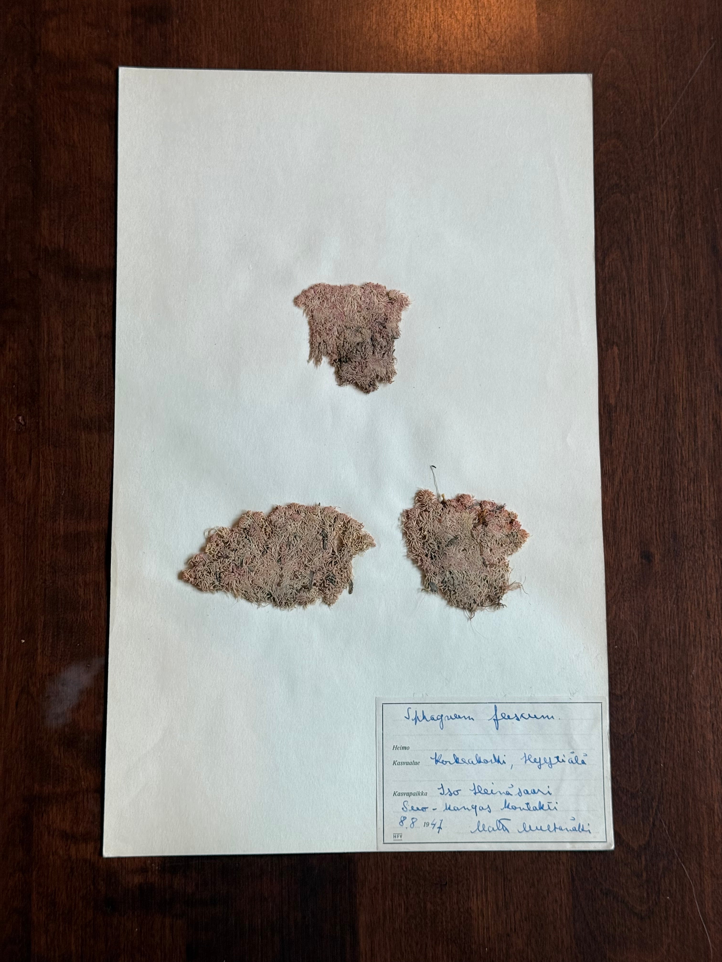 Herbarium Sheet No. 28