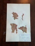 Herbarium Sheet No. 29
