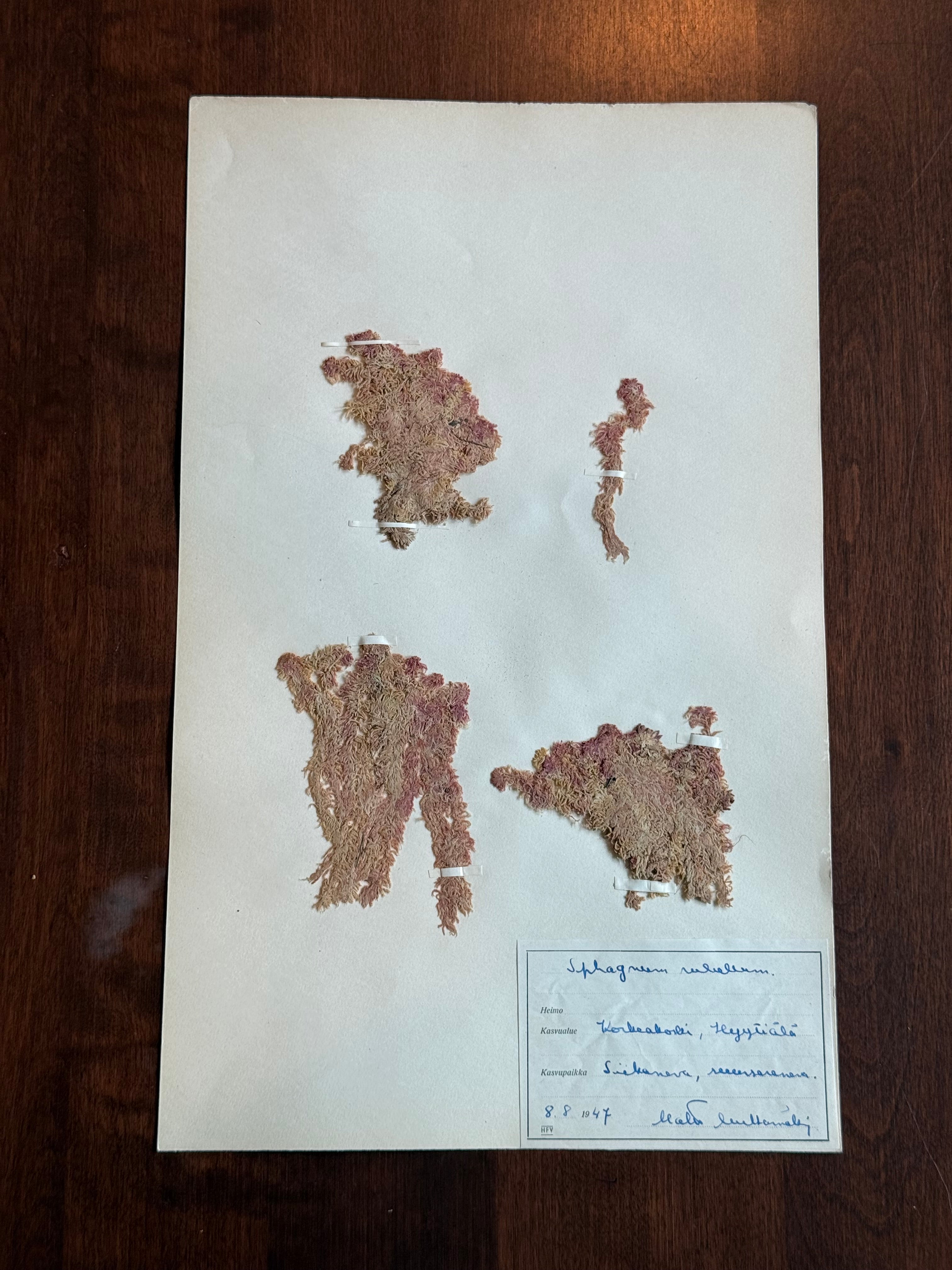 Herbarium Sheet No. 29