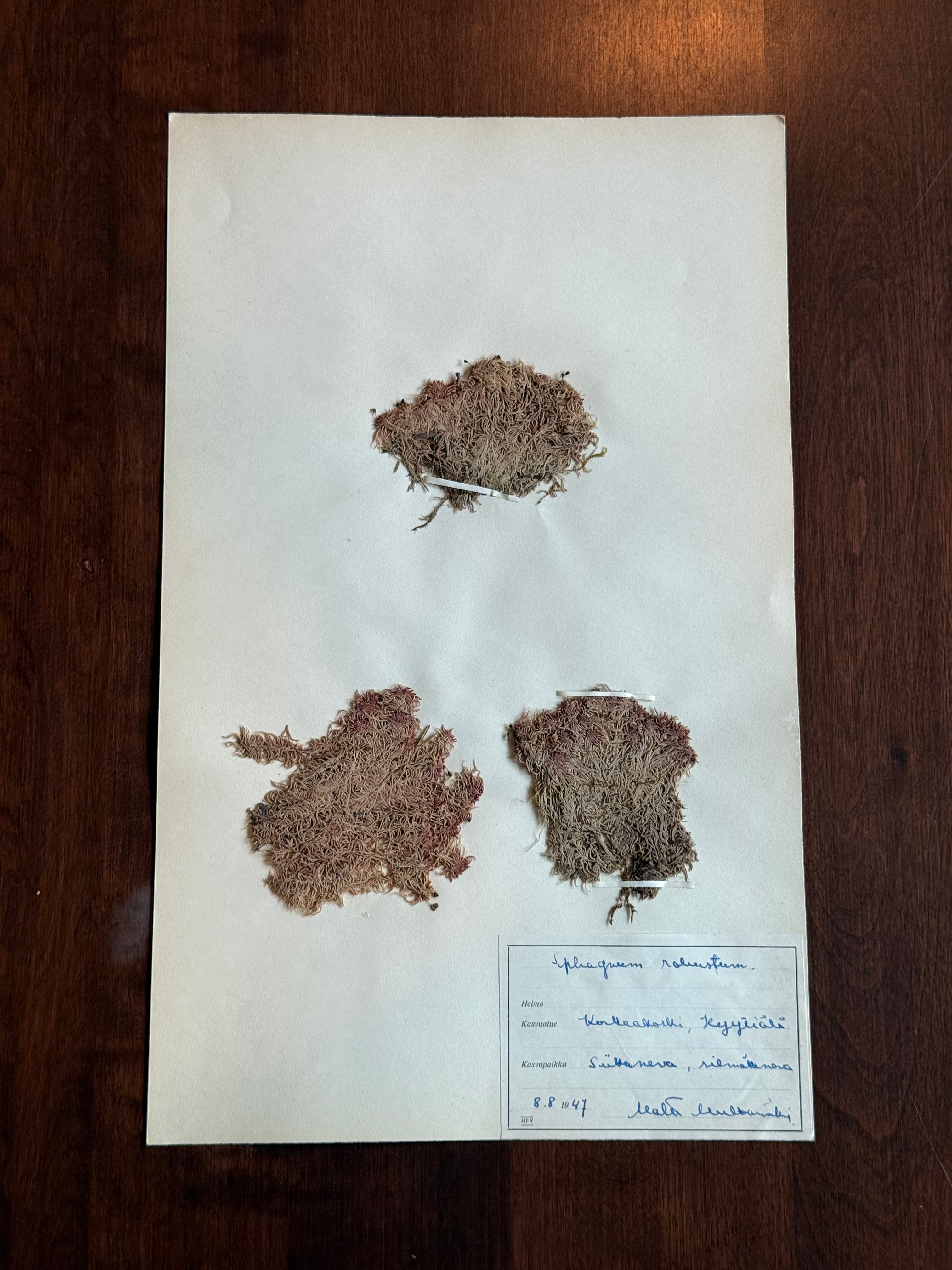 Herbarium Sheet No. 30