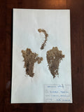Herbarium Sheet No. 31