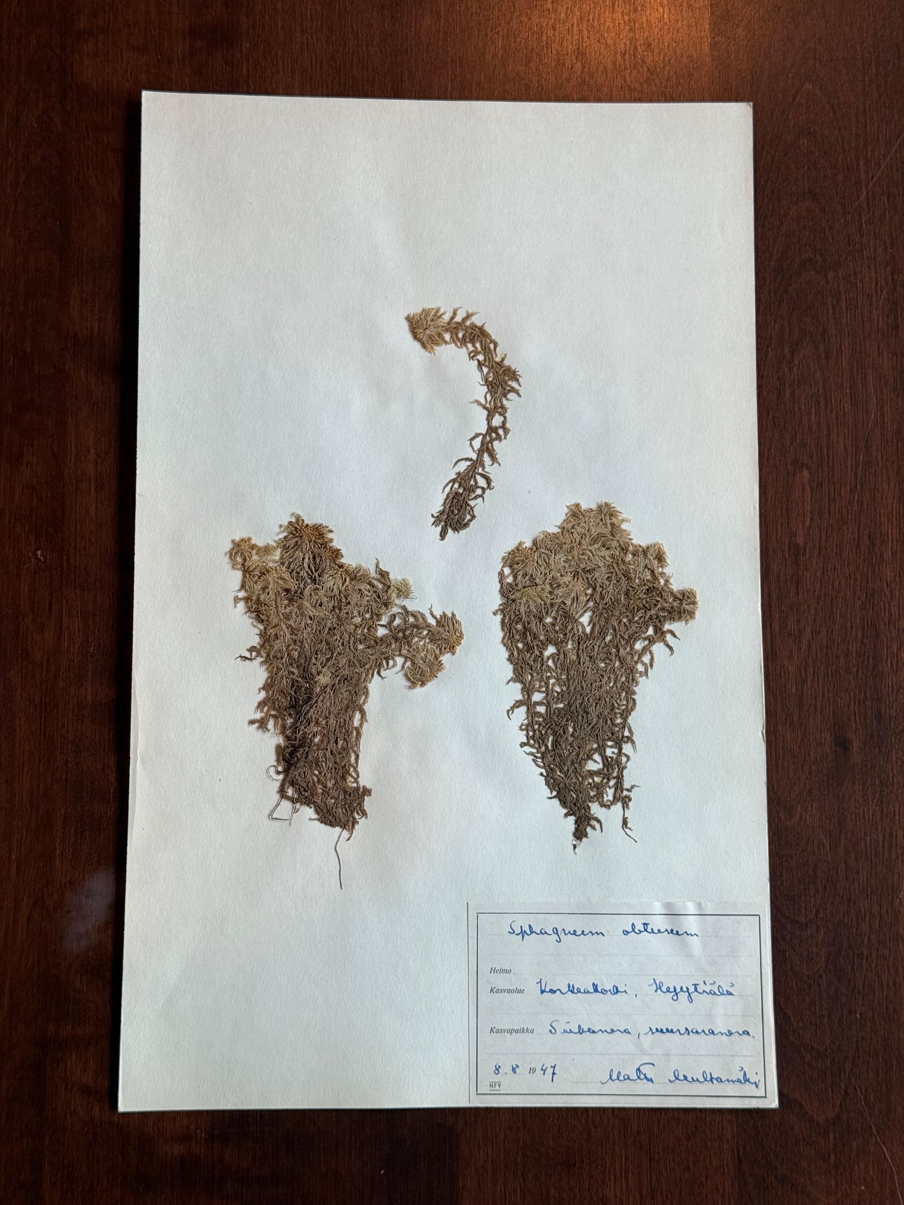 Herbarium Sheet No. 31