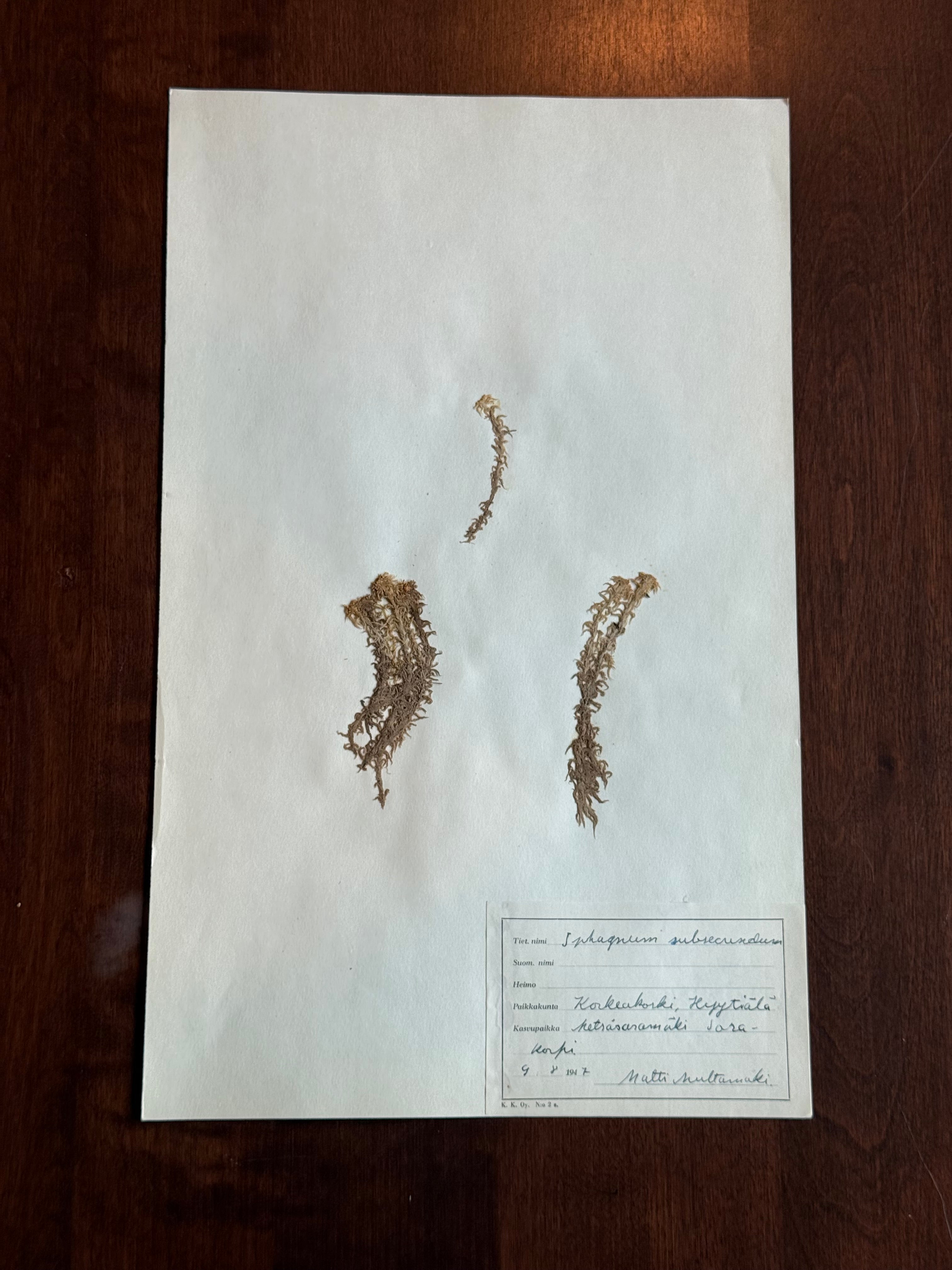 Herbarium Sheet No. 32