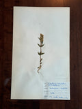 Herbarium Sheet No. 33