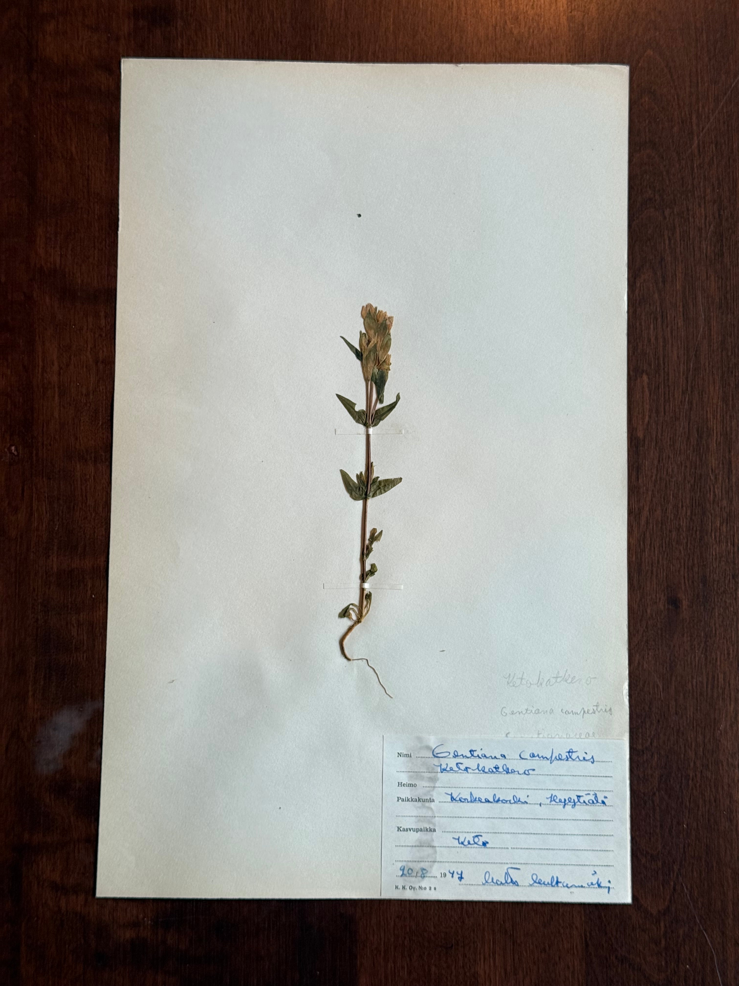 Herbarium Sheet No. 33