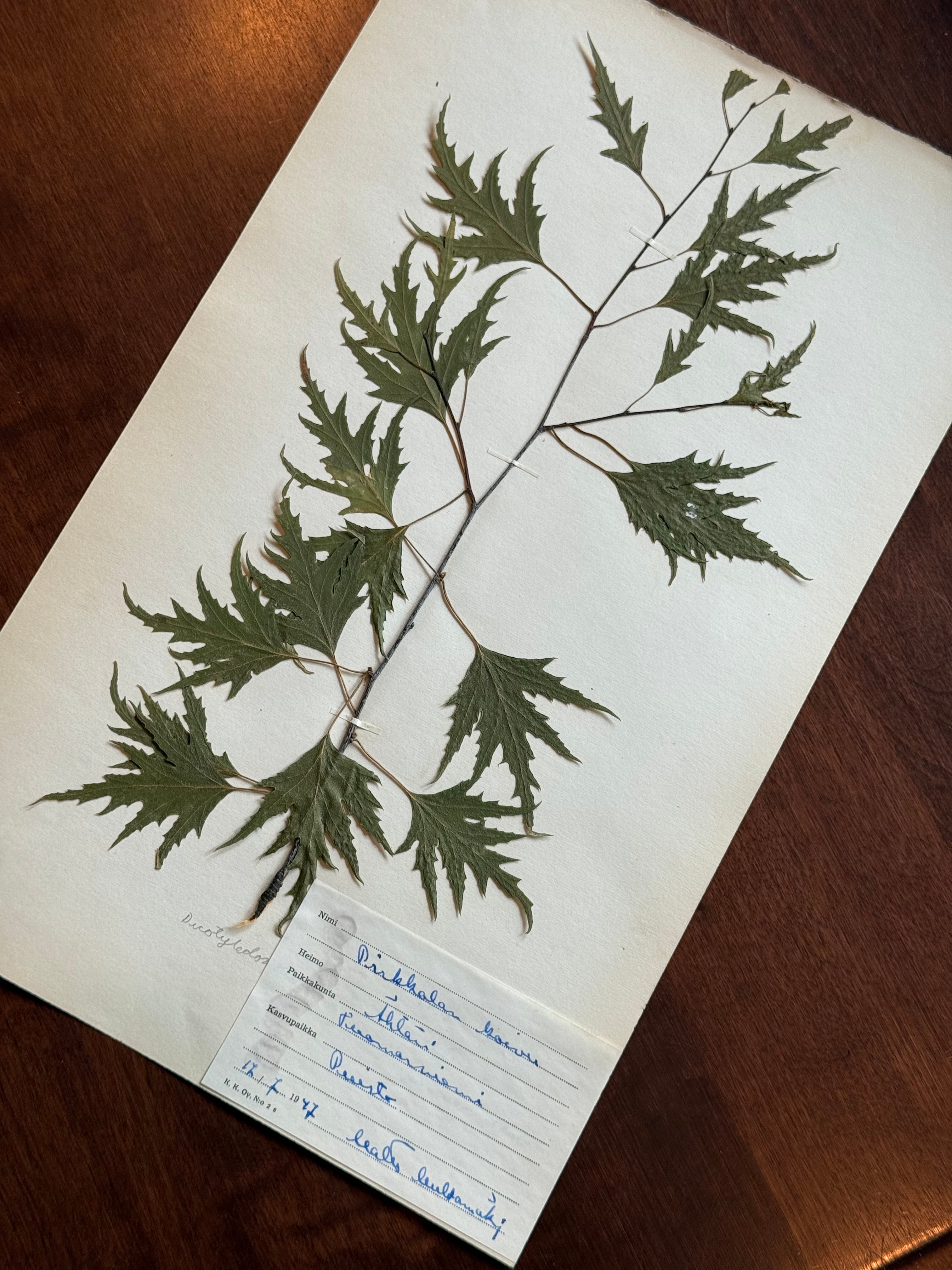 Herbarium Sheet No. 34