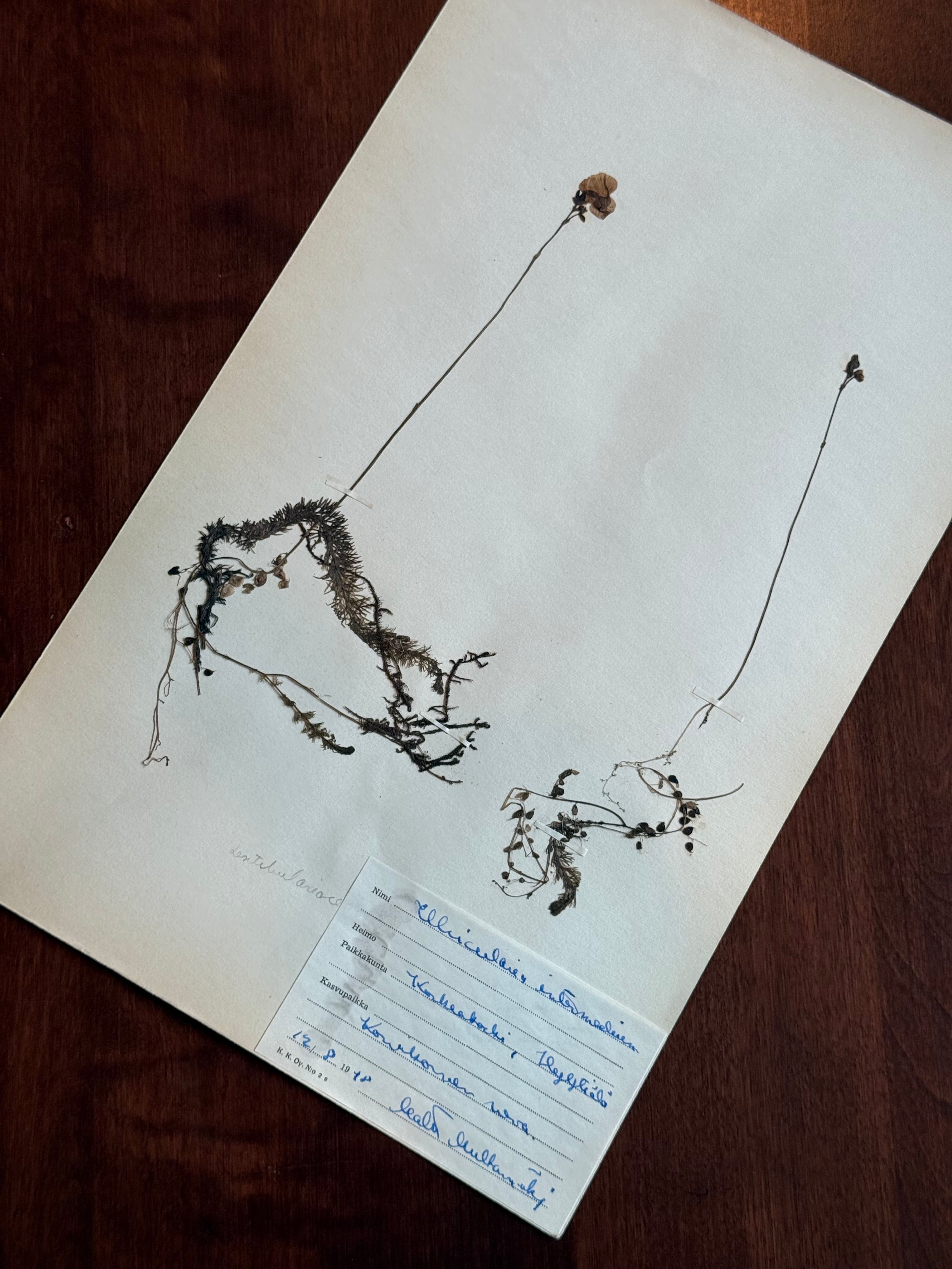 Herbarium Sheet No. 35