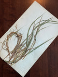 Herbarium Sheet No. 36