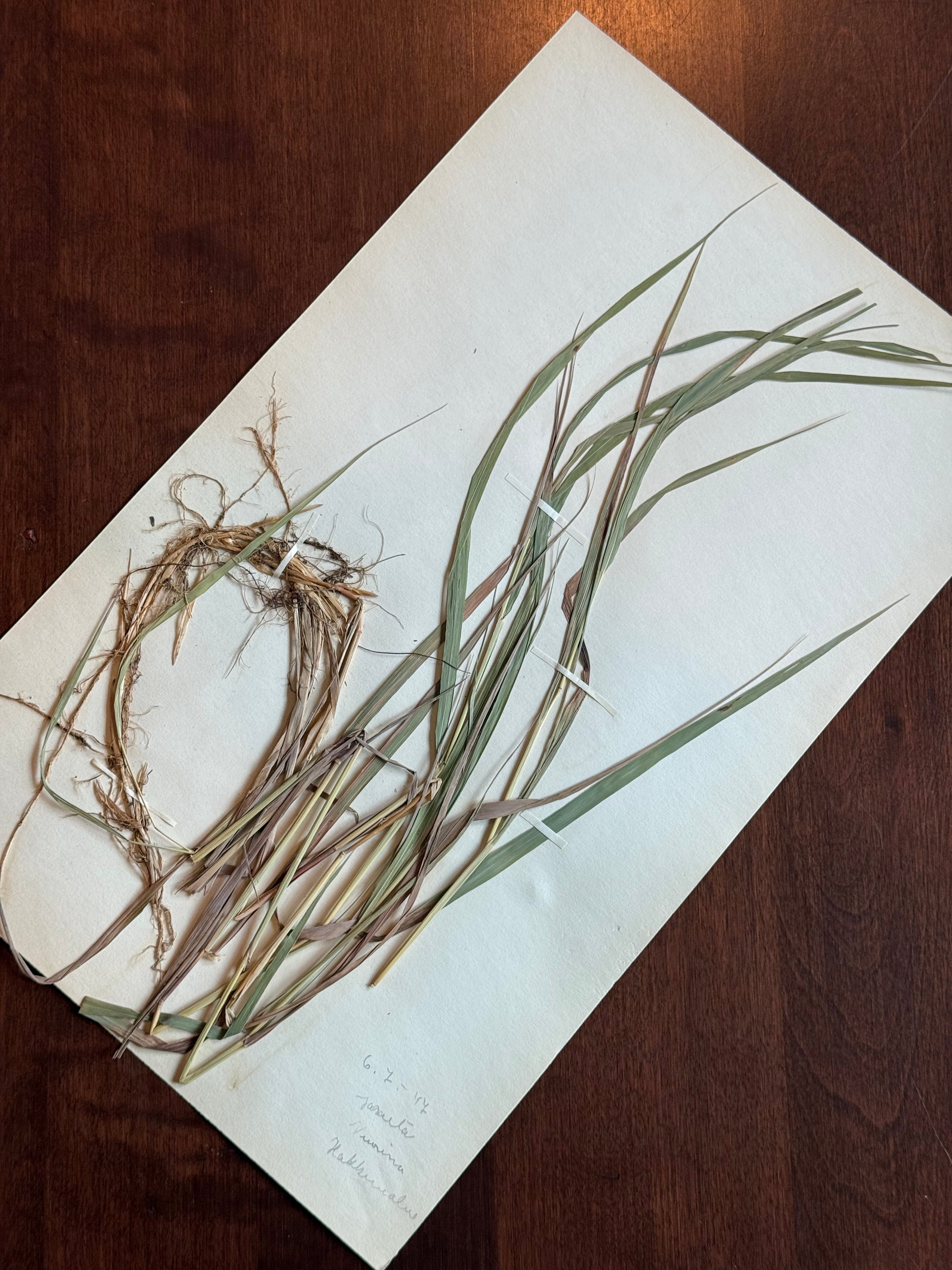 Herbarium Sheet No. 36