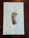 Herbarium Sheet No. 37