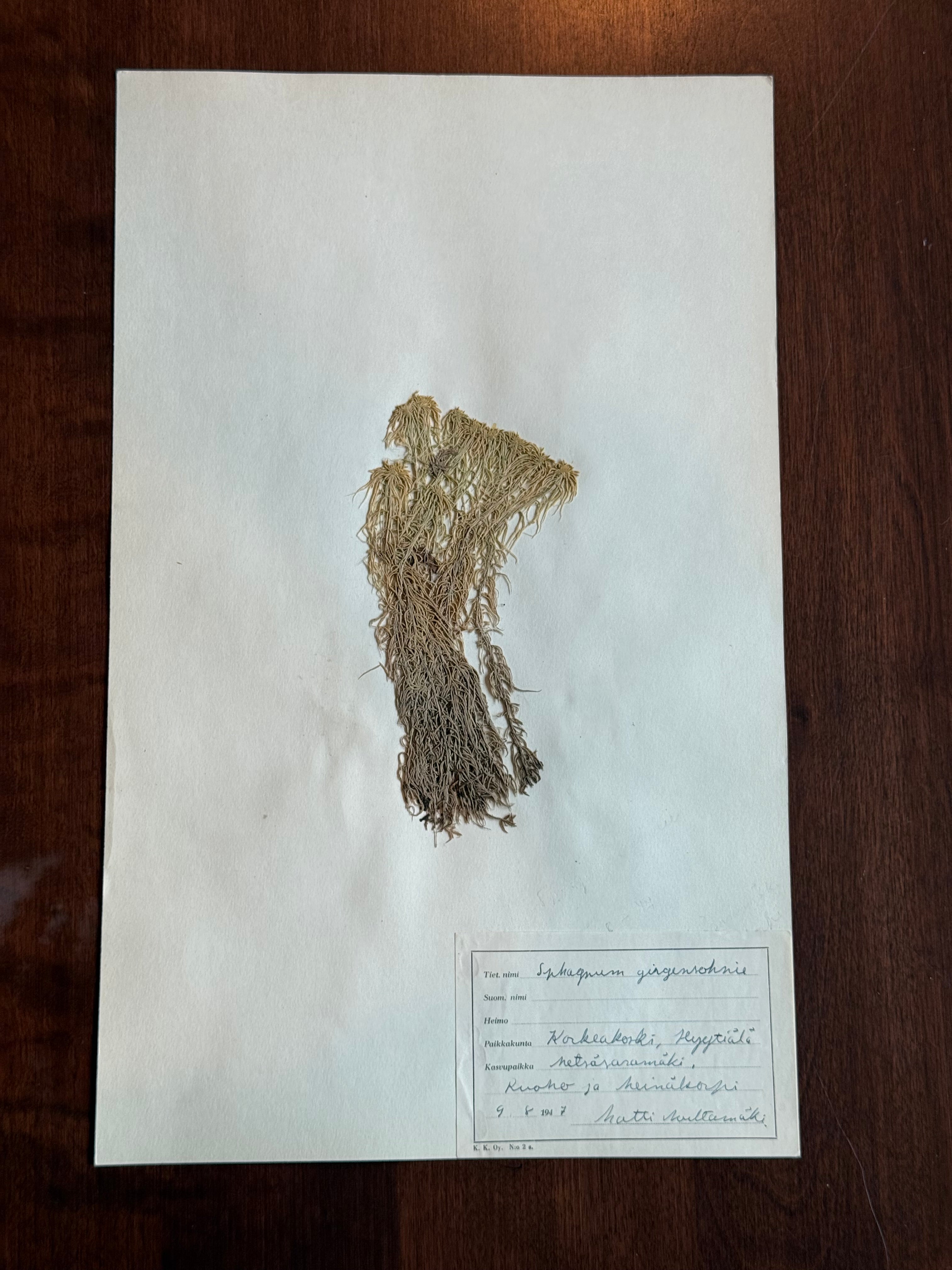 Herbarium Sheet No. 37