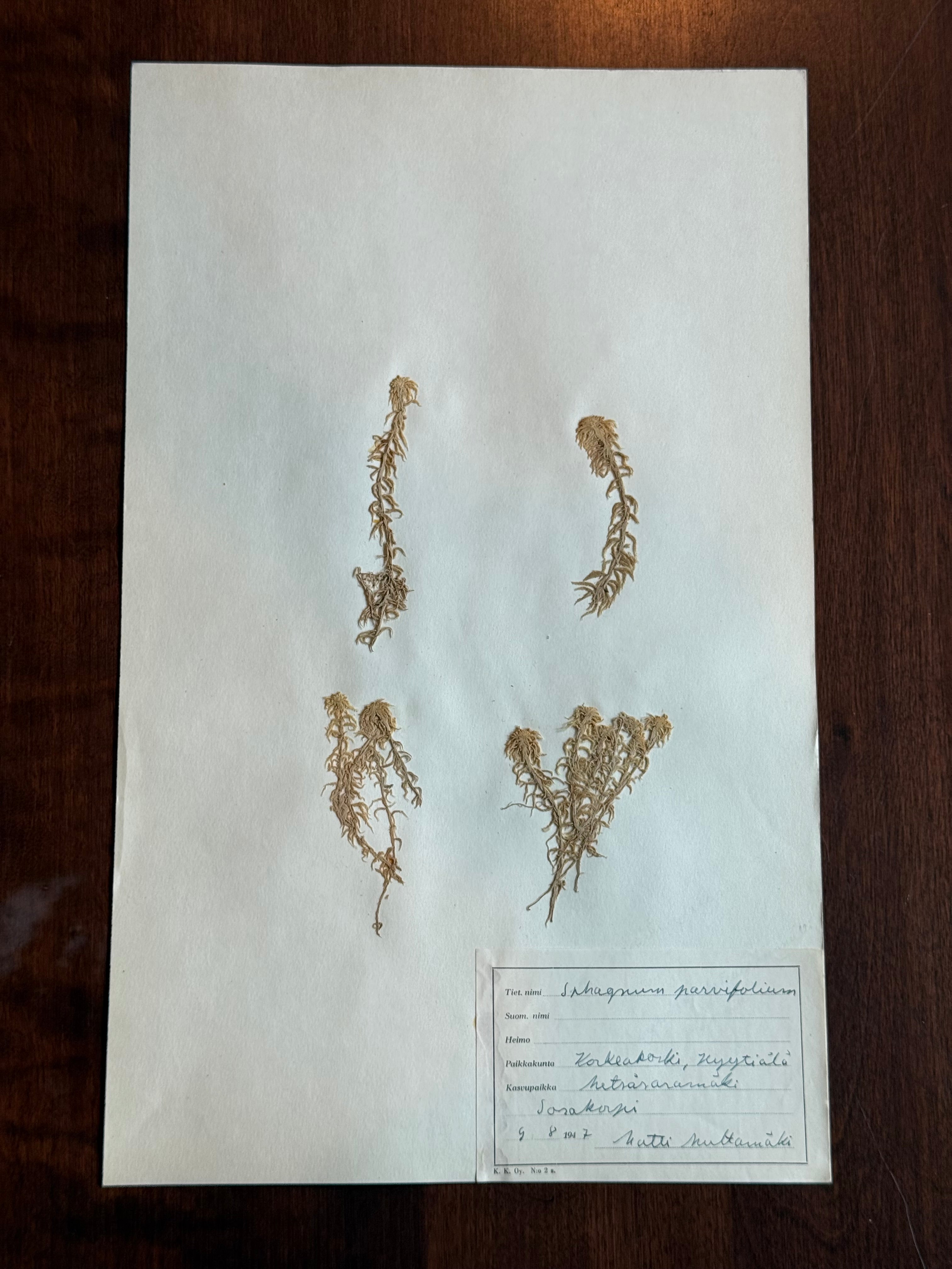 Herbarium Sheet No. 38