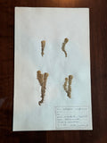 Herbarium Sheet No. 39