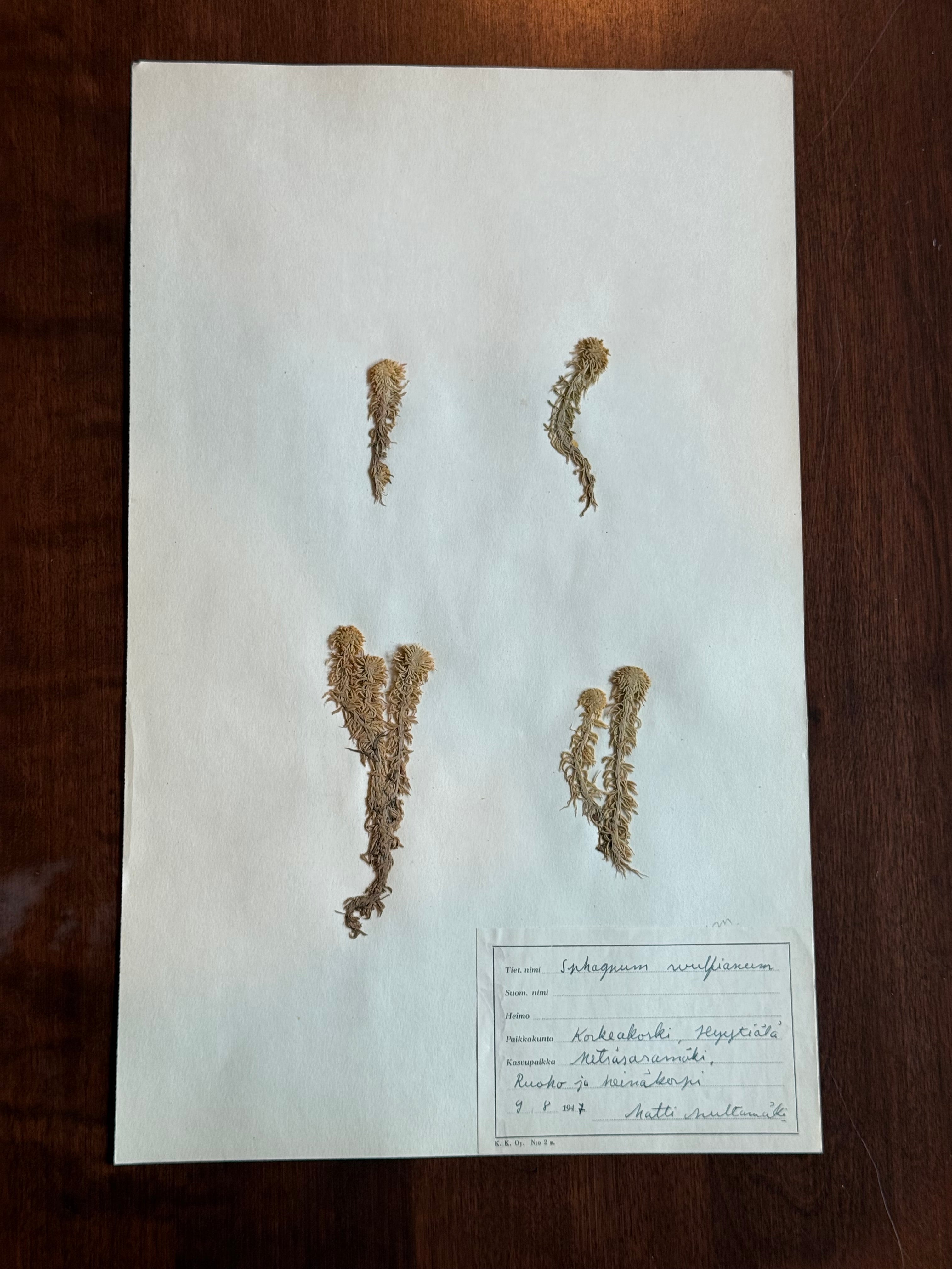 Herbarium Sheet No. 39