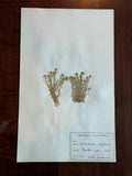 Herbarium Sheet No. 40