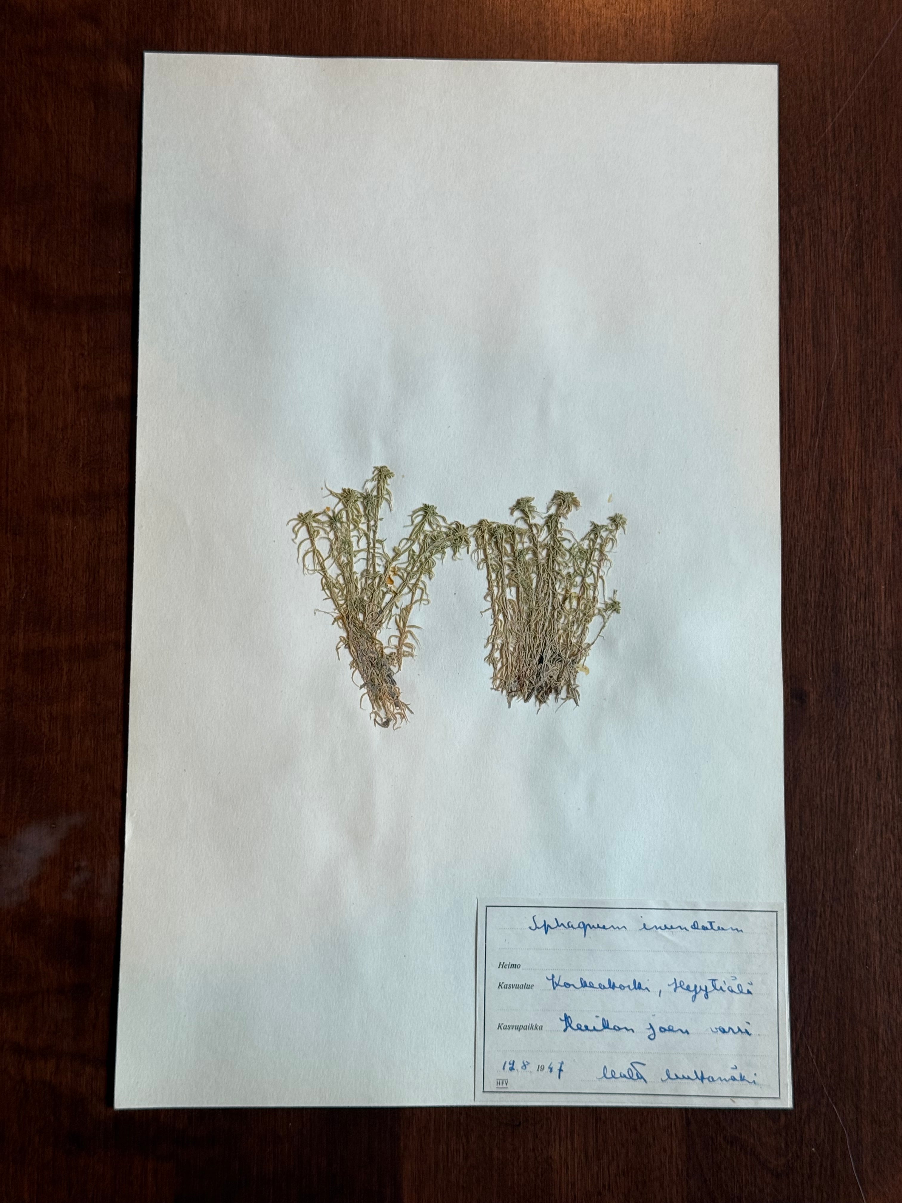 Herbarium Sheet No. 40