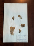 Herbarium Sheet No. 41