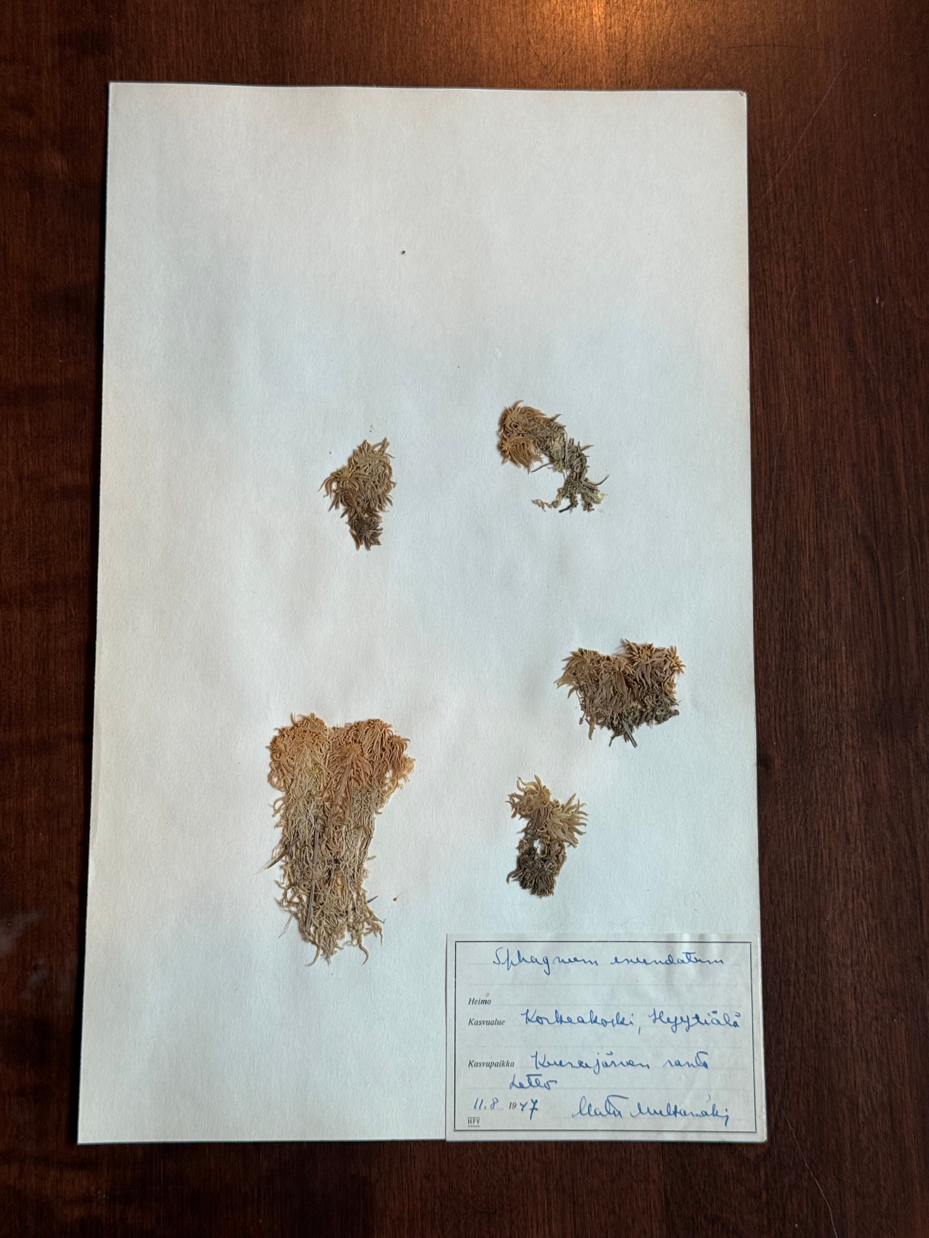 Herbarium Sheet No. 41