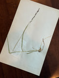 Herbarium Sheet No. 43