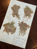 Herbarium Sheet No. 49