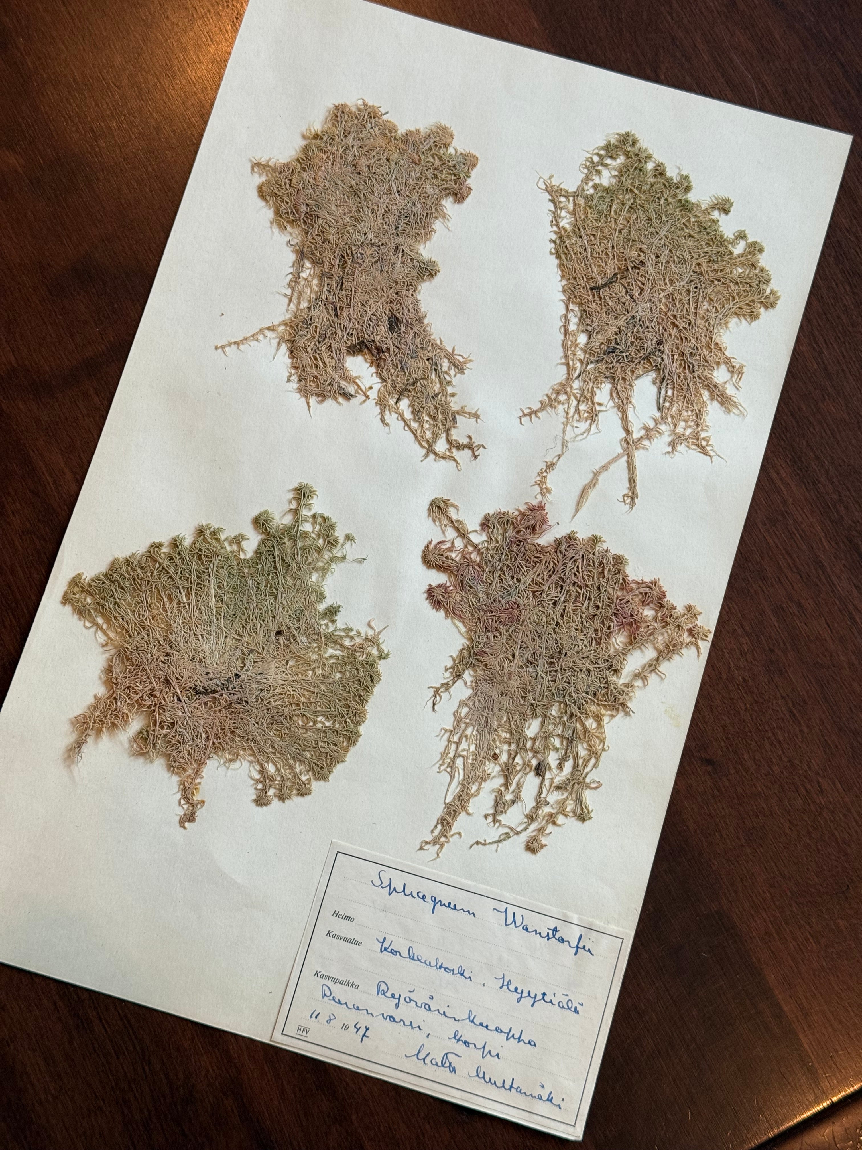 Herbarium Sheet No. 49