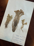 Herbarium Sheet No. 50