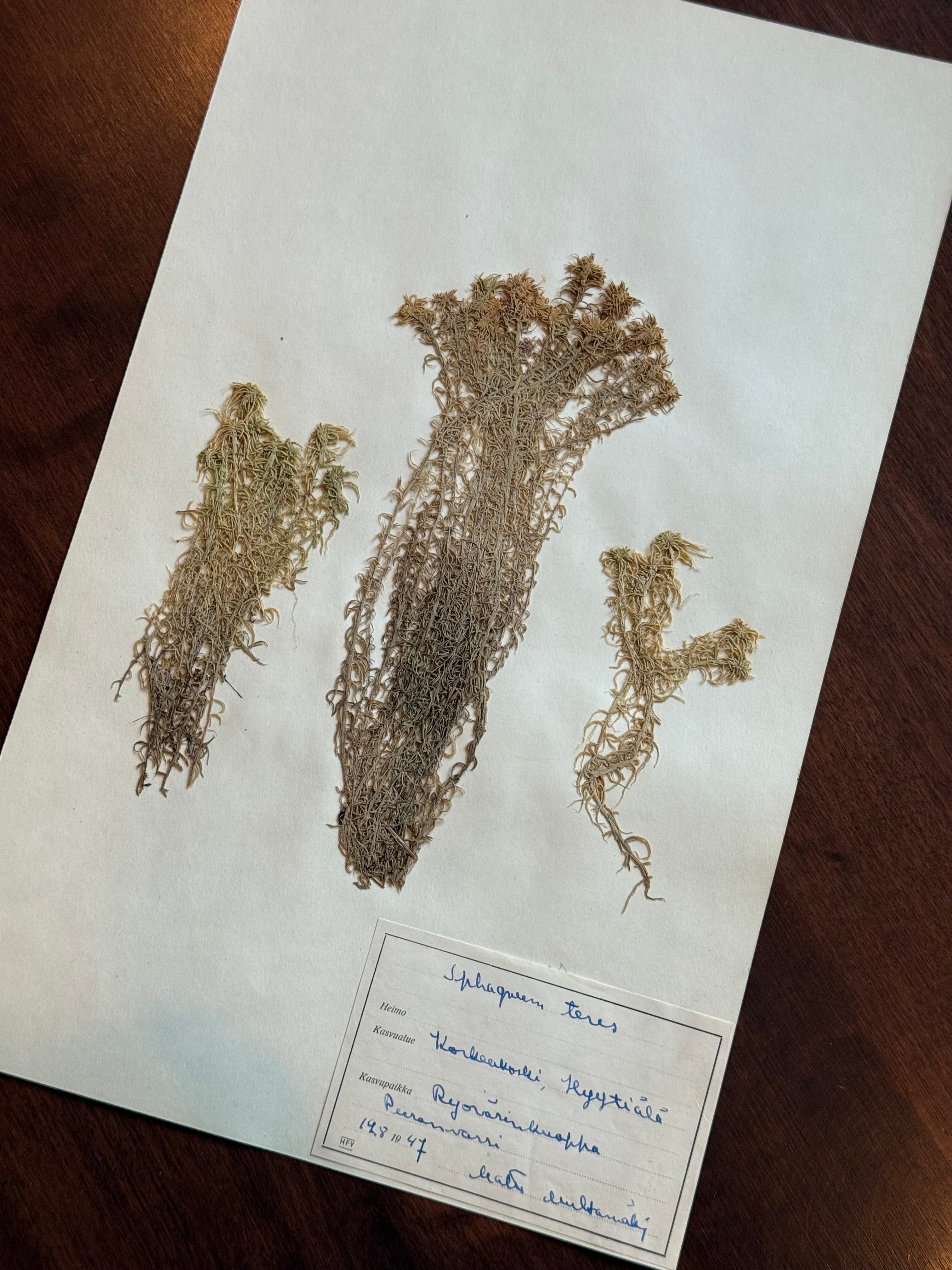 Herbarium Sheet No. 50
