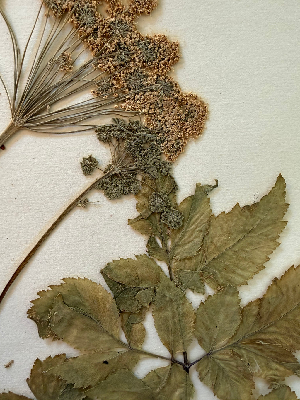 Herbarium Sheet No. 51