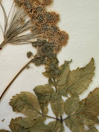 Herbarium Sheet No. 51