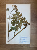 Herbarium Sheet No. 51