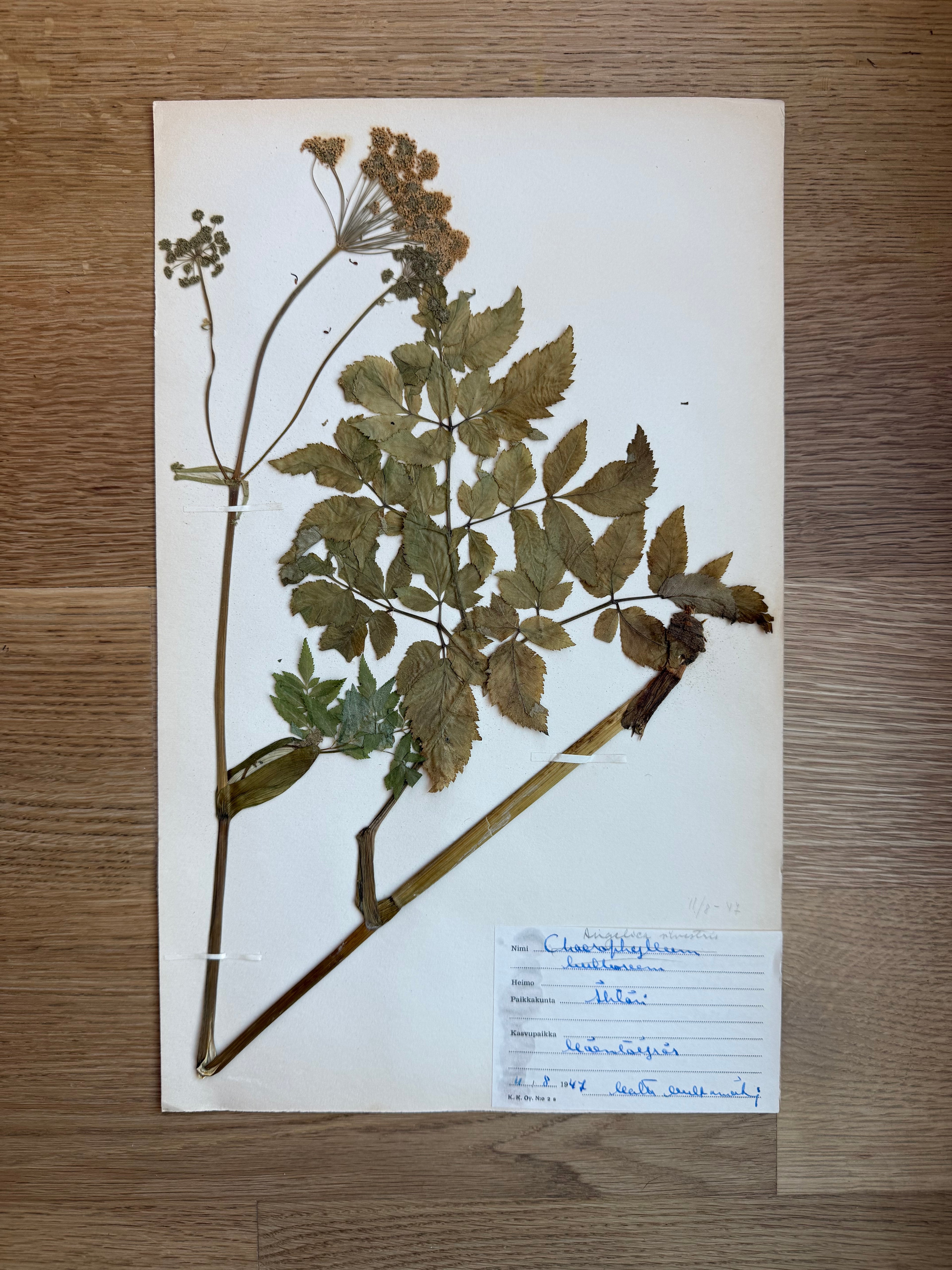 Herbarium Sheet No. 51