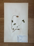 Herbarium Sheet No. 53