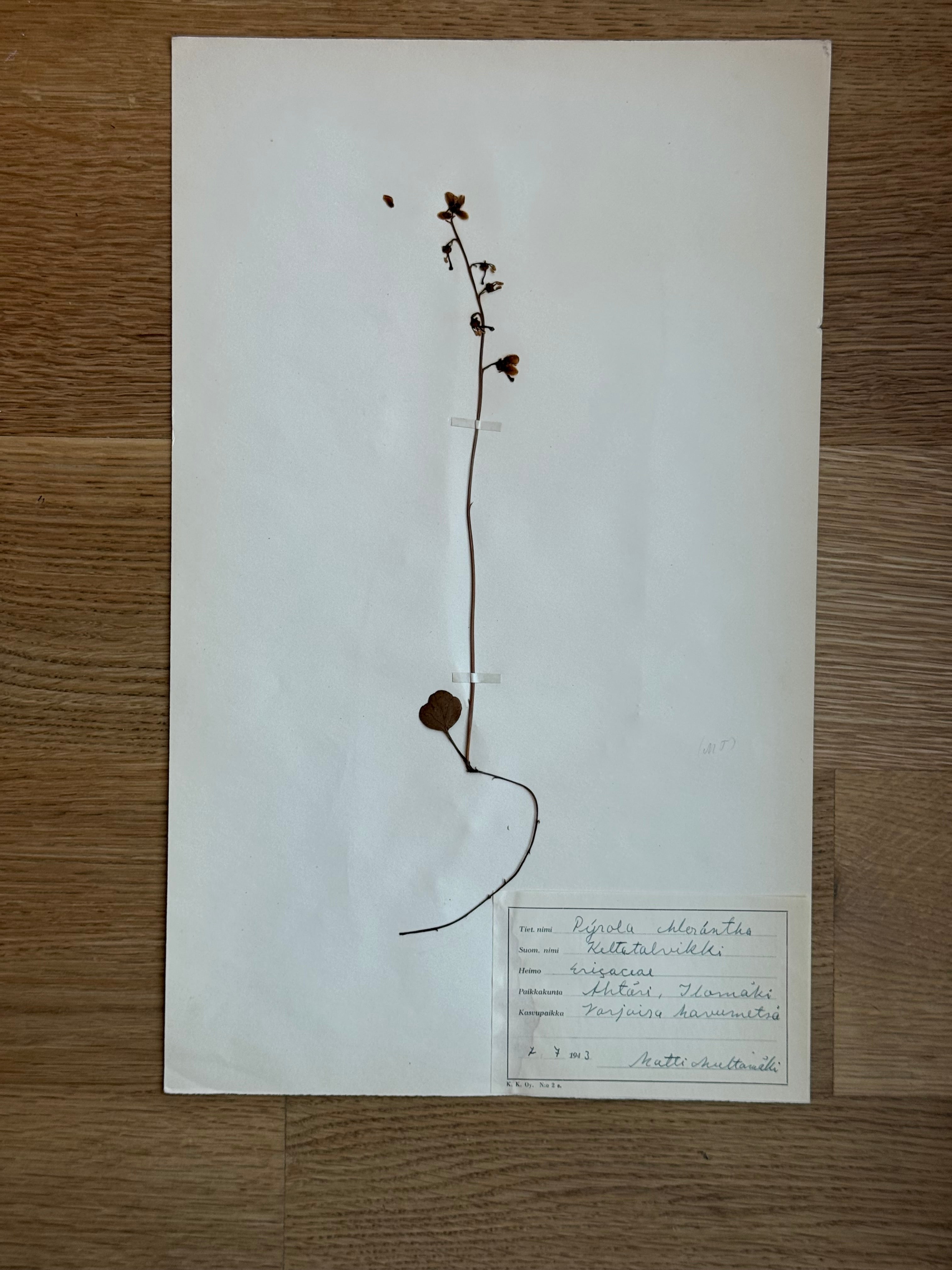 Herbarium Sheet No. 55