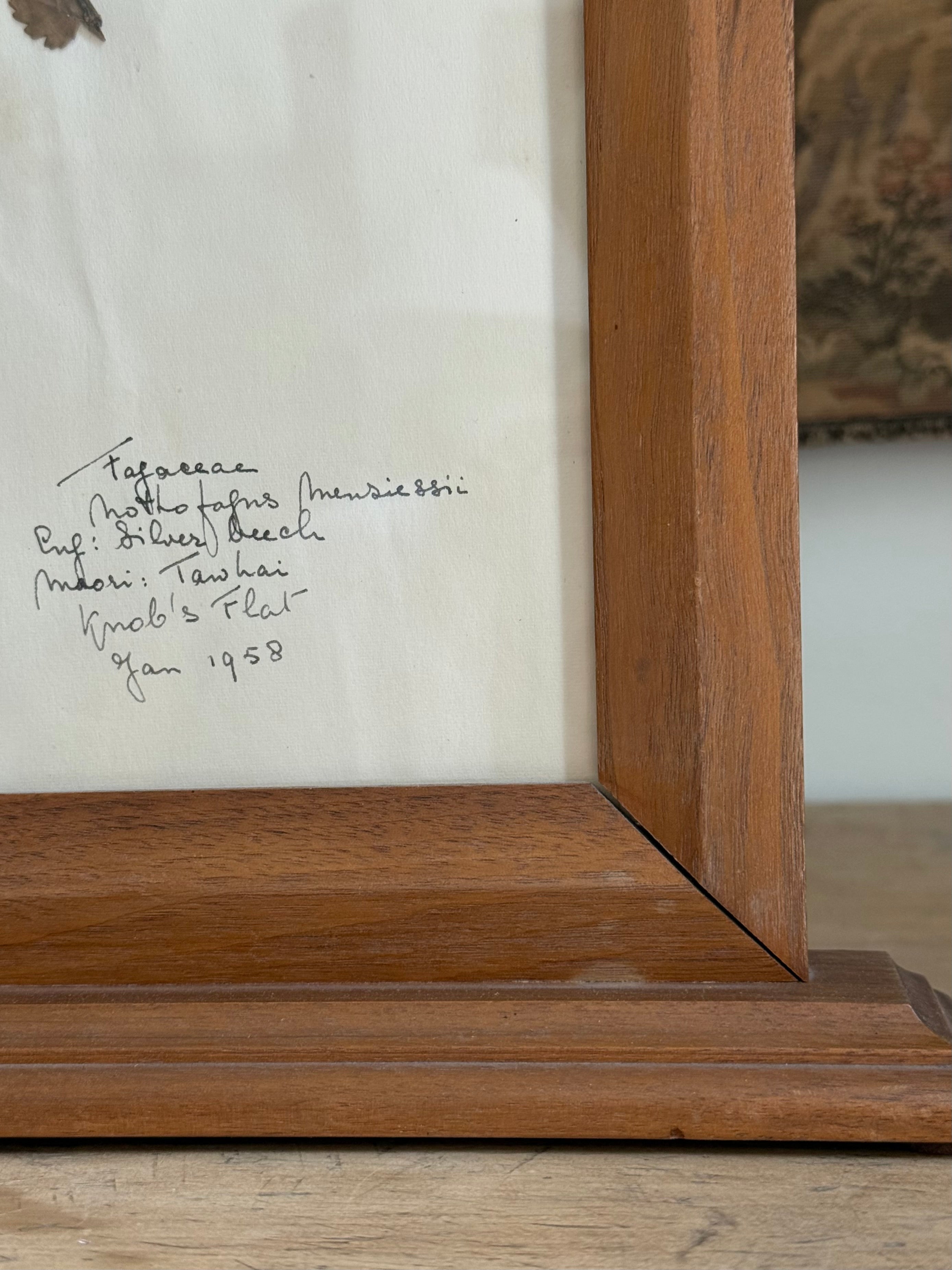 Vintage Framed New Zealand Herbarium Study