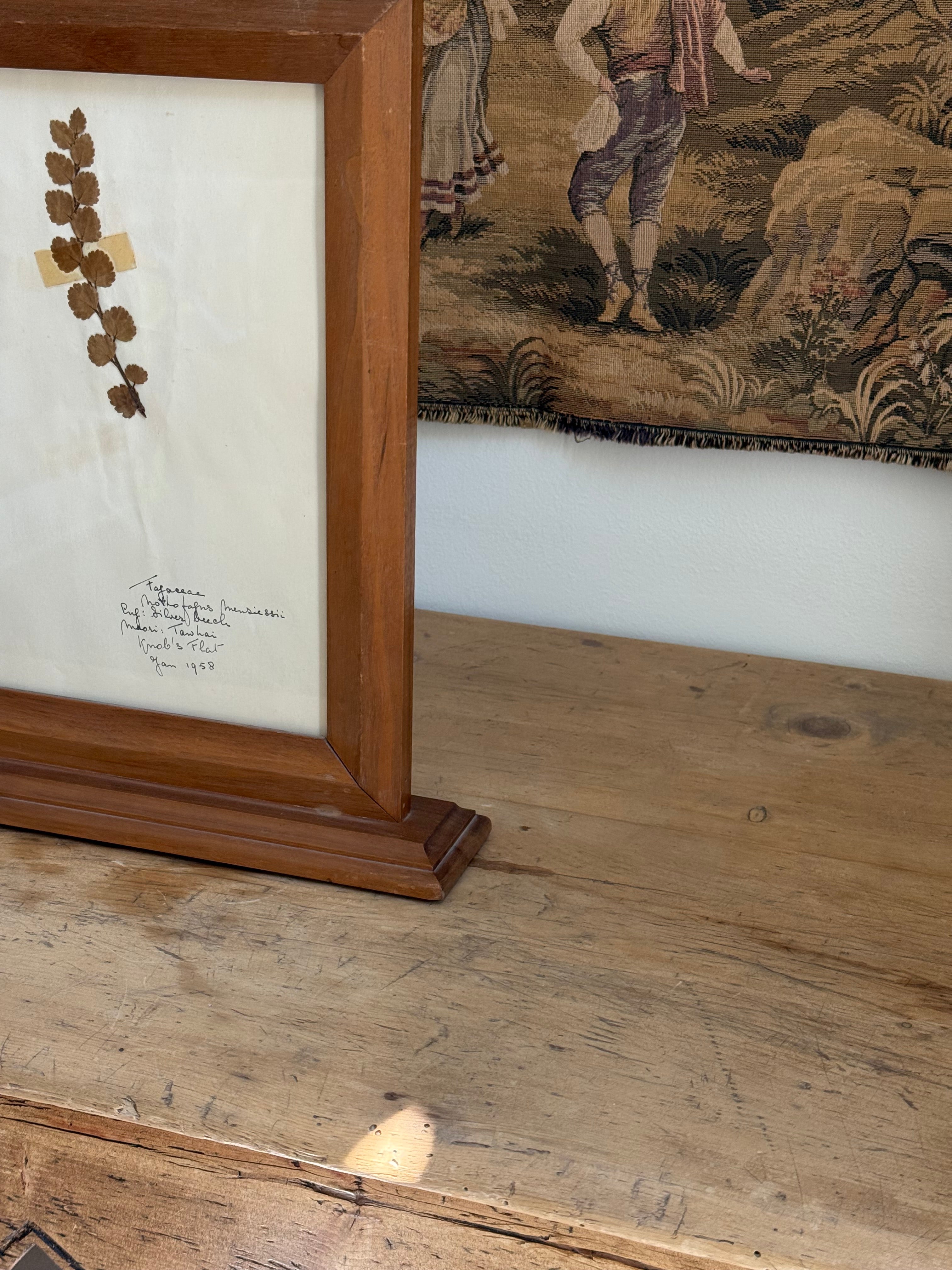 Vintage Framed New Zealand Herbarium Study