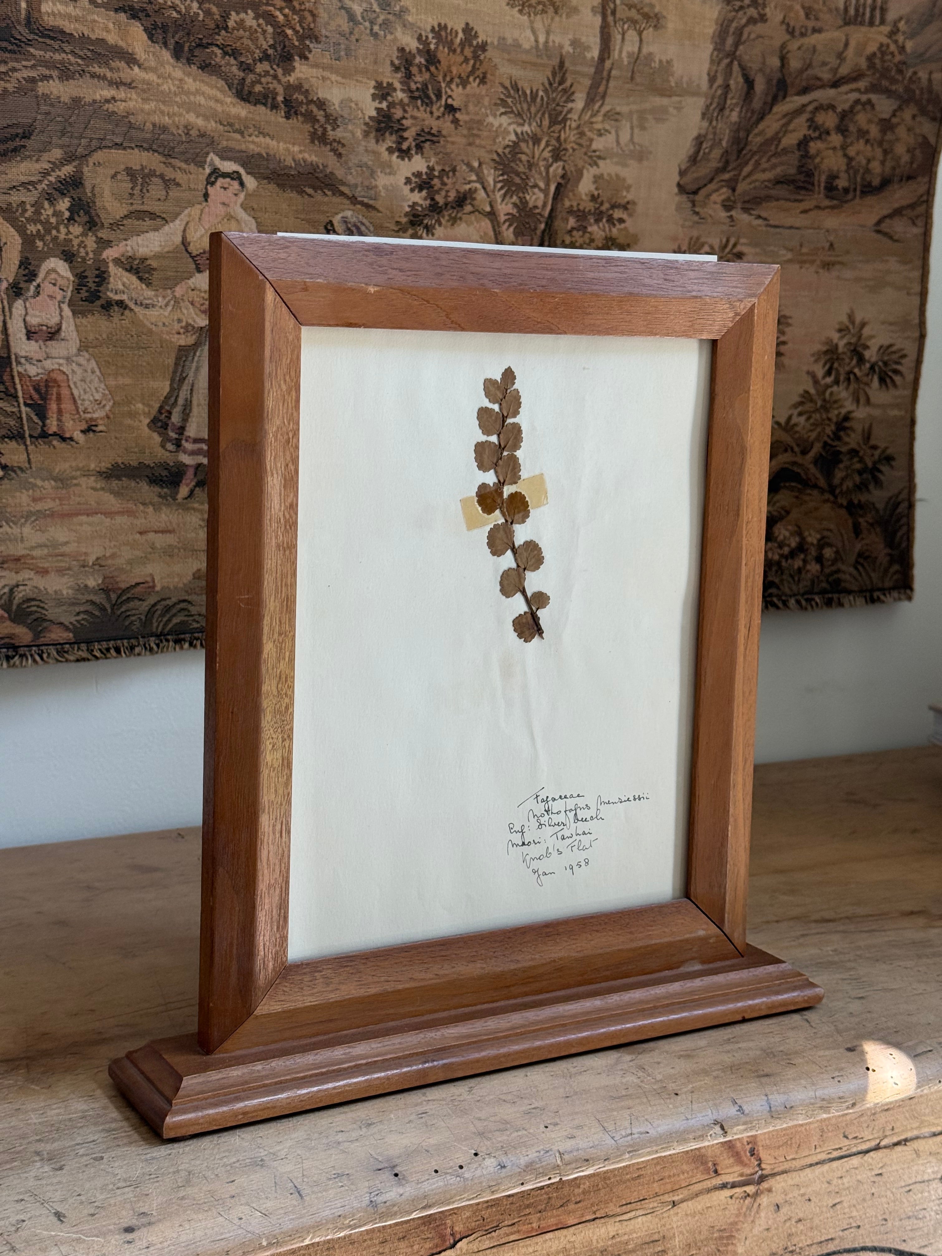 Vintage Framed New Zealand Herbarium Study