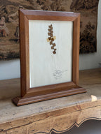 Vintage Framed New Zealand Herbarium Study